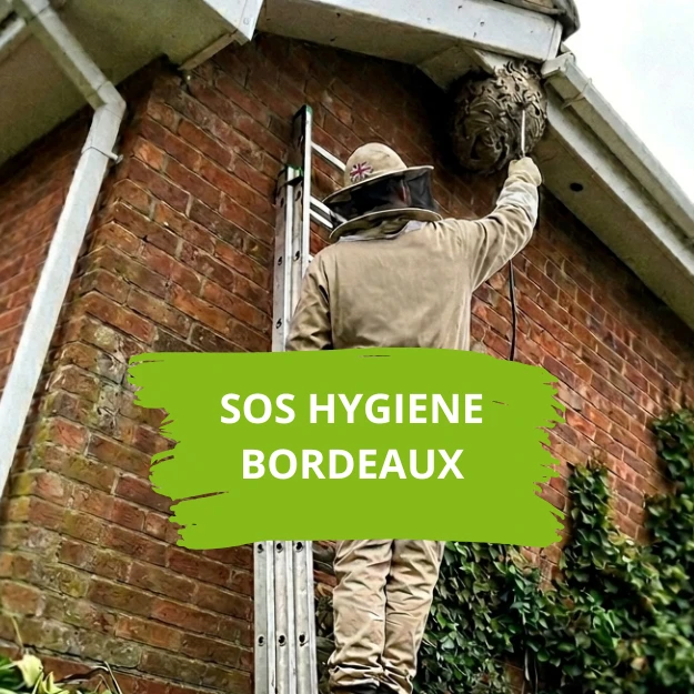 Destruction d'un nid sous une toiture par un technicien équipé